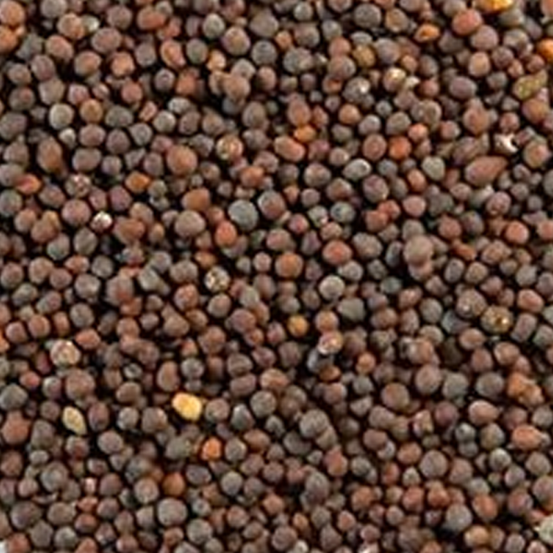Mustard Seeds ( Rai Dana)